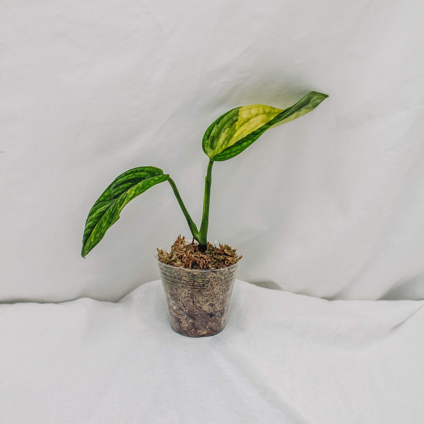 Monstera Peru Variegated (SD30-01)