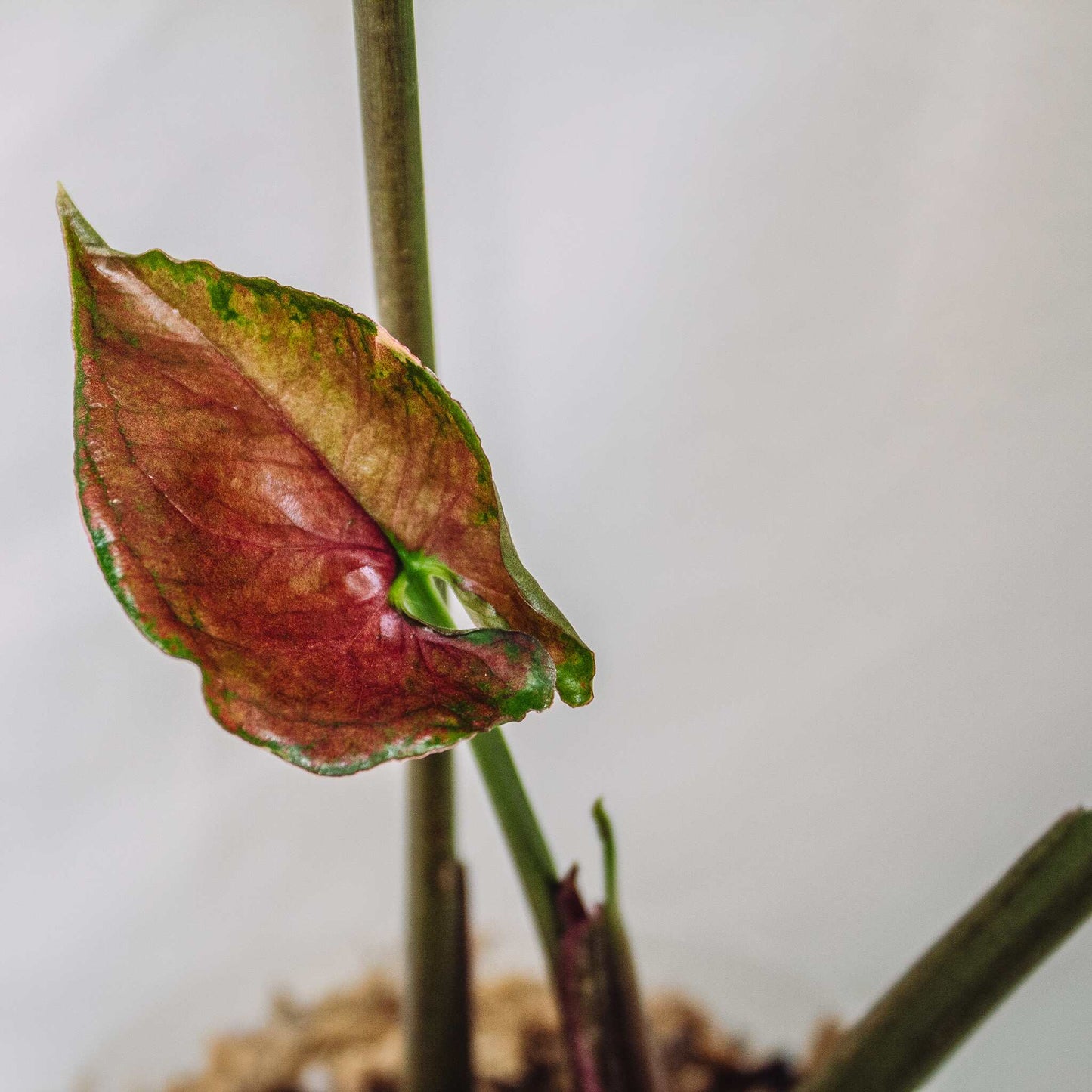 Syngonium 'Strawberry Ice Galaxy' (SD30-01)