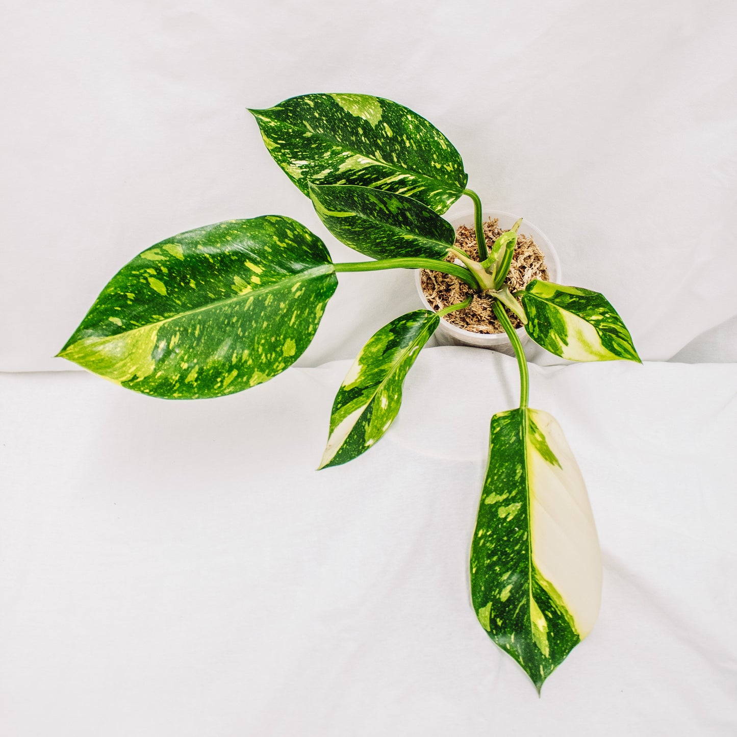 Philodendron Green Congo Nuclear Variegated (SD30-01)