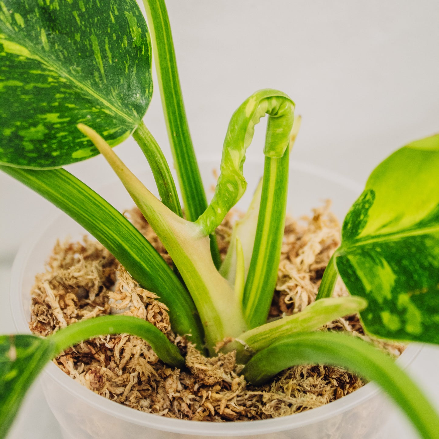 Philodendron Green Congo Nuclear Variegated (SD30-01)