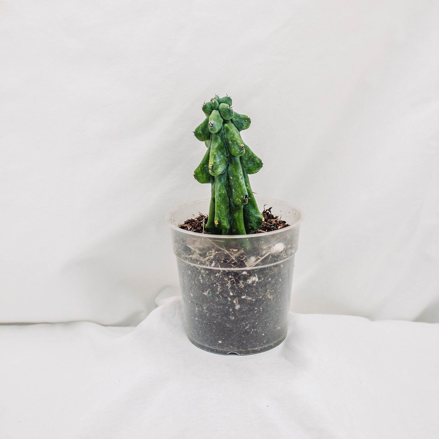 Myrtillocactus Geometrizans 'Fukurokuryuzinboku' (Boobie Cactus) (SD30-01)