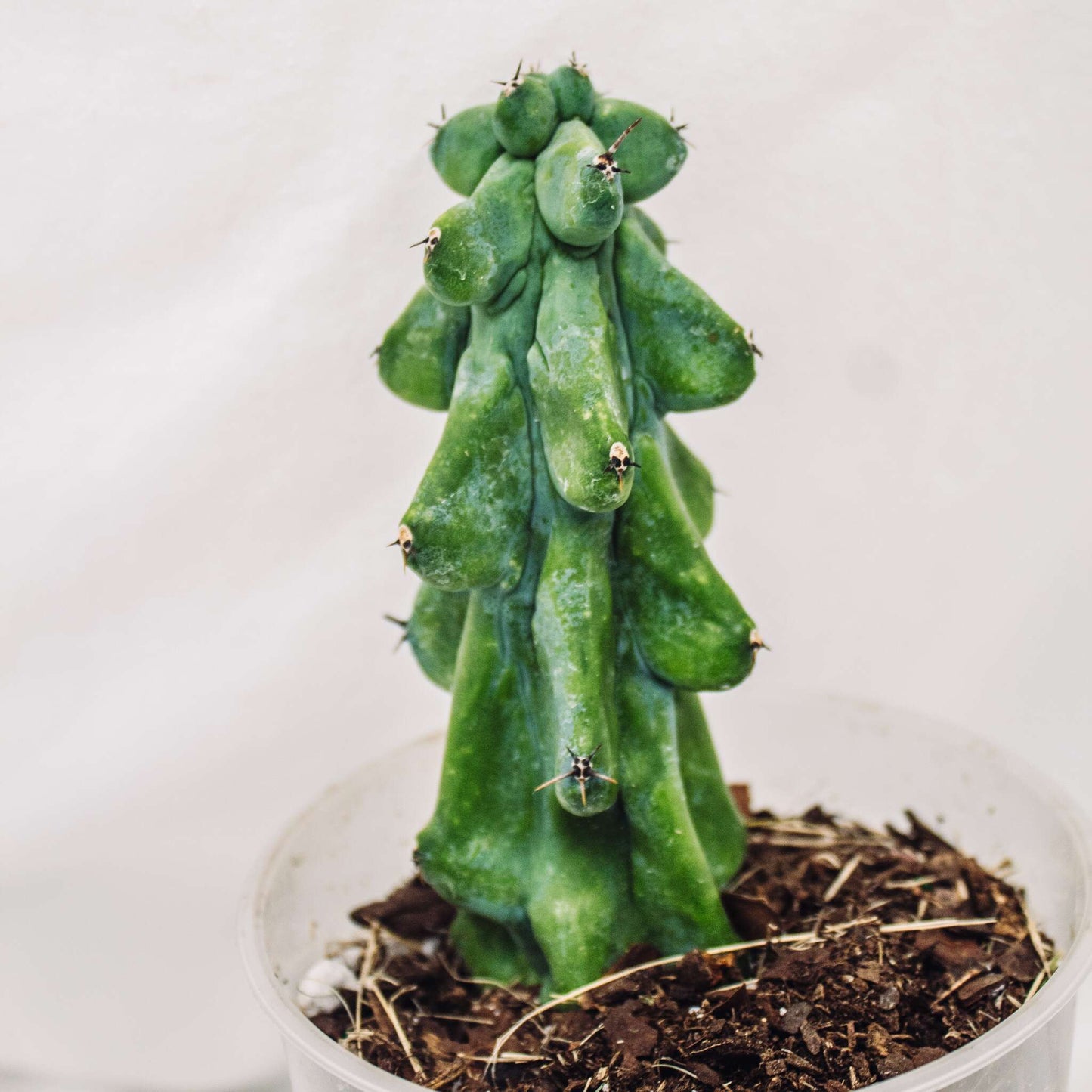 Myrtillocactus Geometrizans 'Fukurokuryuzinboku' (Boobie Cactus) (SD30-01)