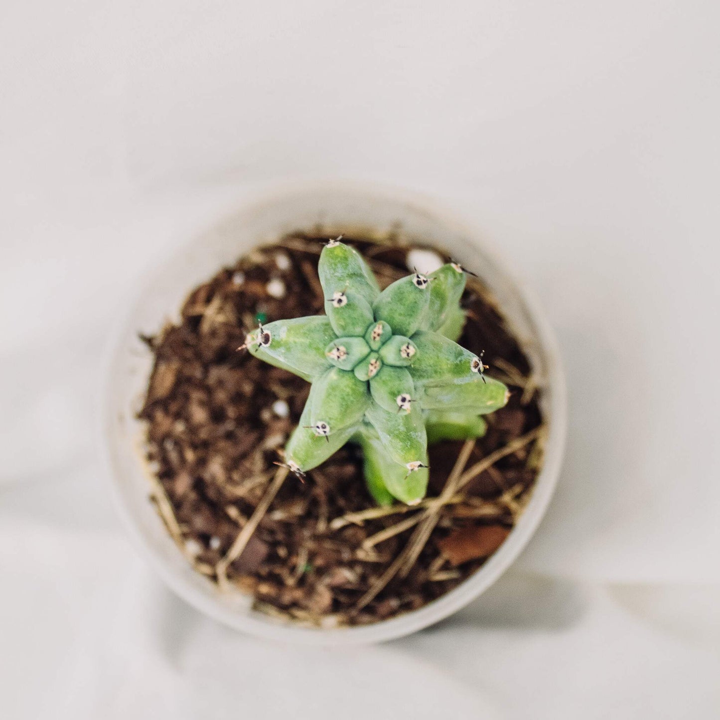 Myrtillocactus Geometrizans 'Fukurokuryuzinboku' (Boobie Cactus) (SD30-01)