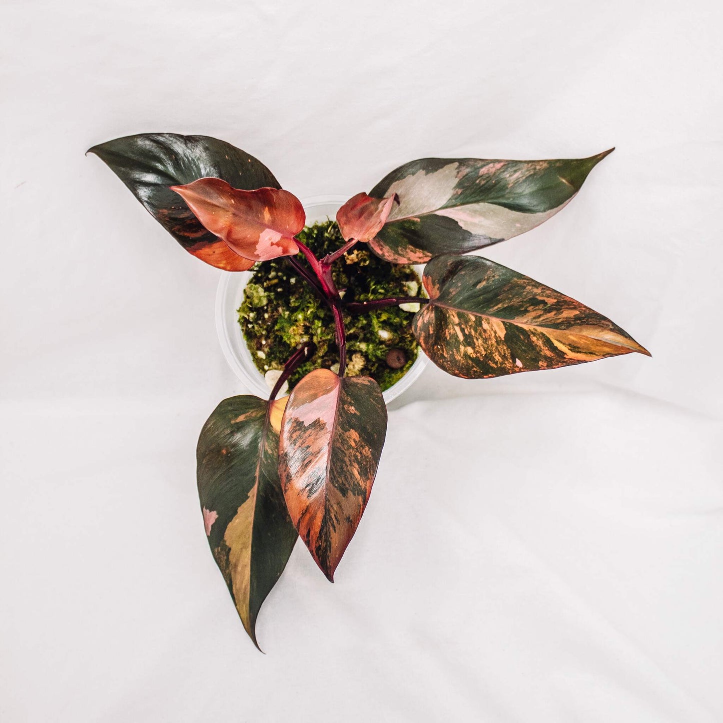 Philodendron Fire Princess (SD30-01)