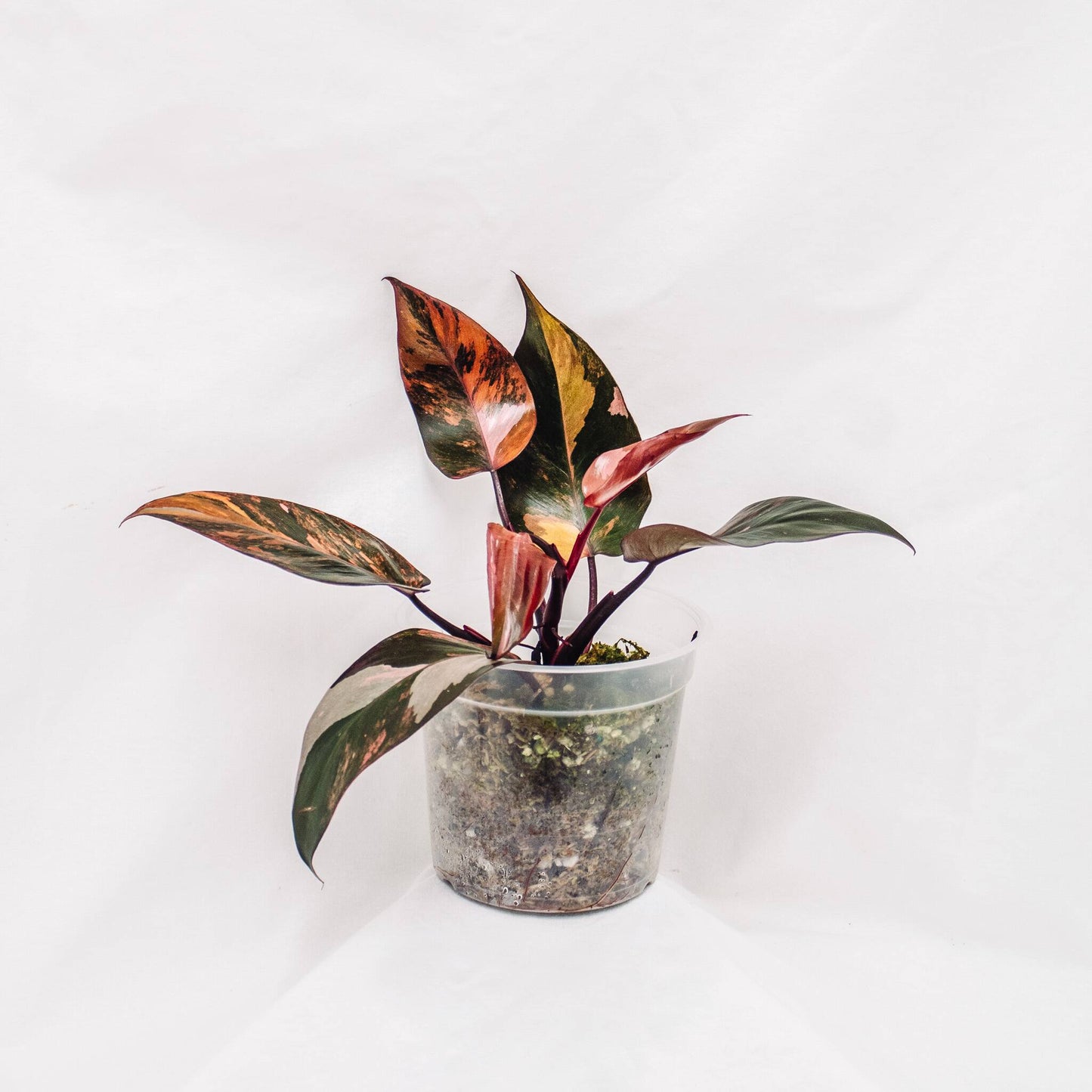 Philodendron Fire Princess (SD30-01)