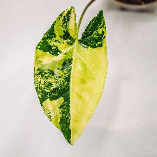 Syngonium Aurea (Grower's Choice)
