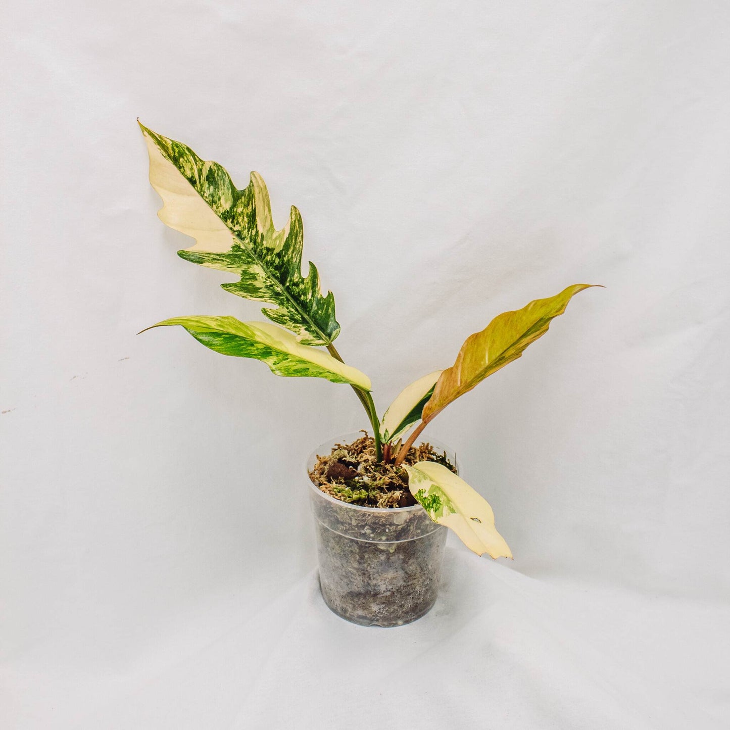 Philodendron Caramel Marble (SD30-01)