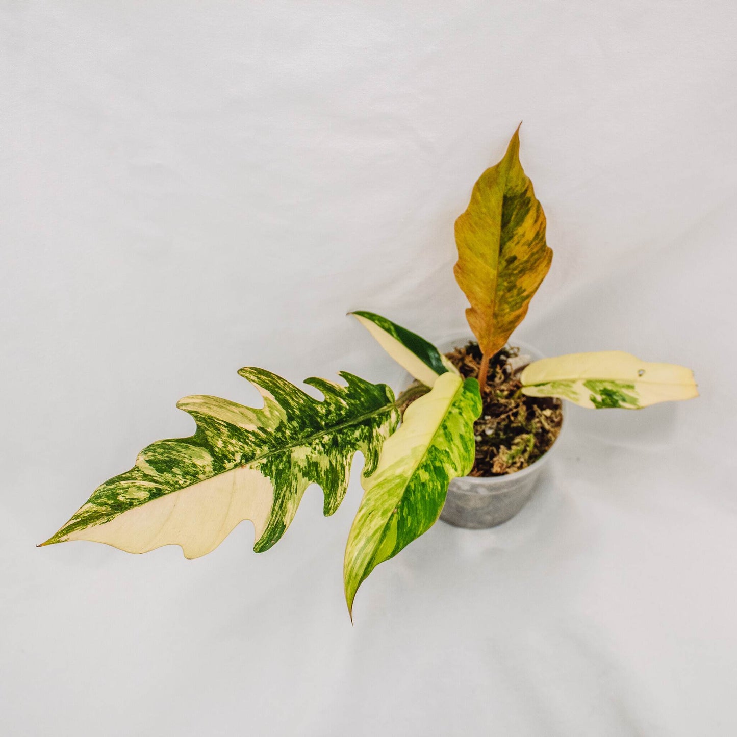 Philodendron Caramel Marble (SD30-01)