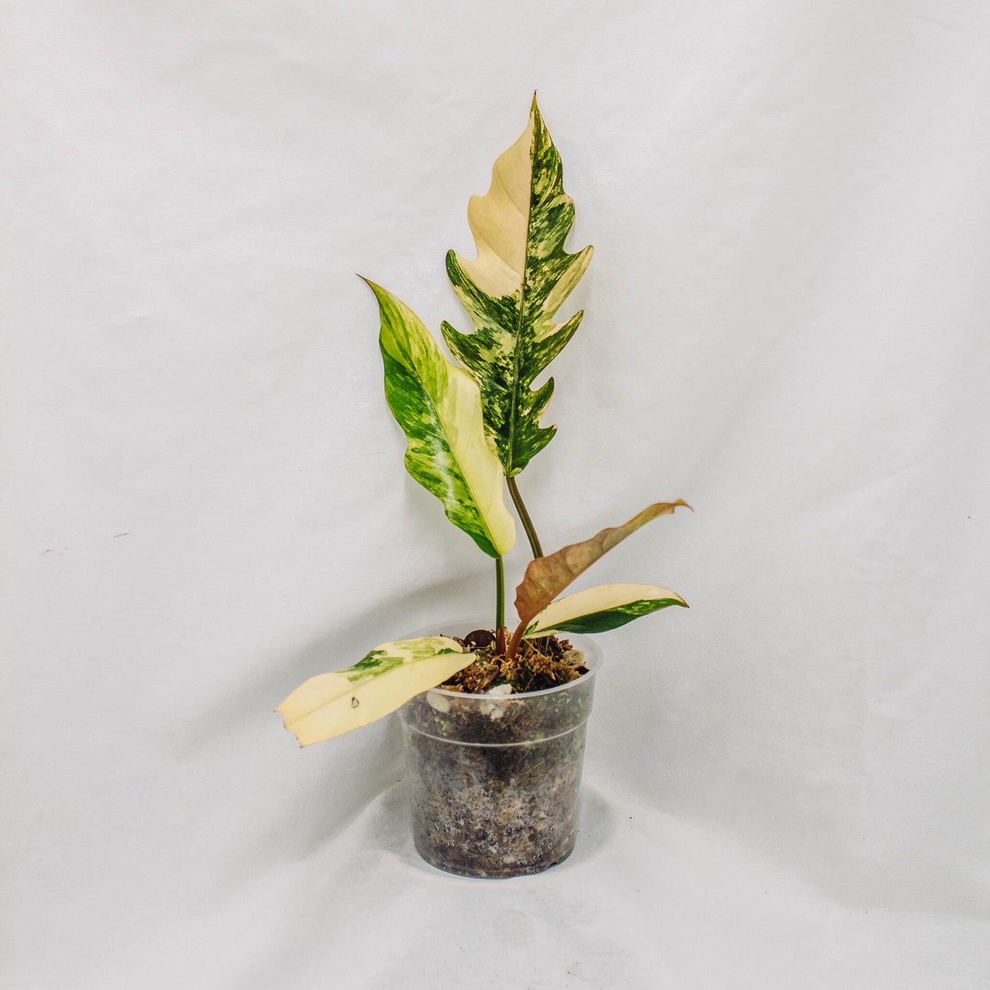 Philodendron Caramel Marble (SD30-01)