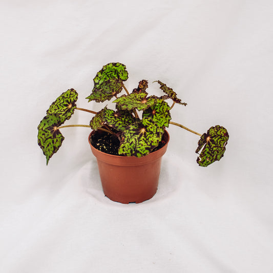 Begonia Rhizomatous Assorted (Grower's Choice)