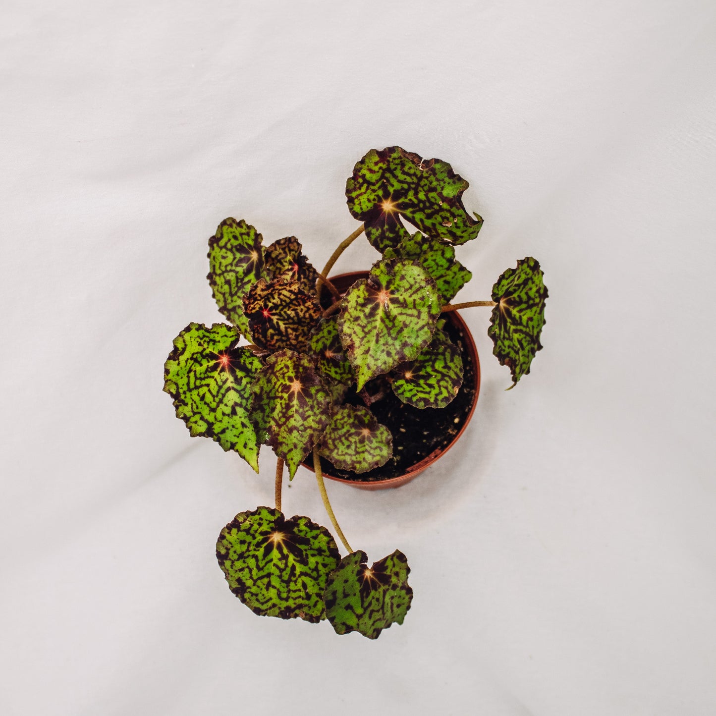 Begonia Rhizomatous Assorted (Grower's Choice)