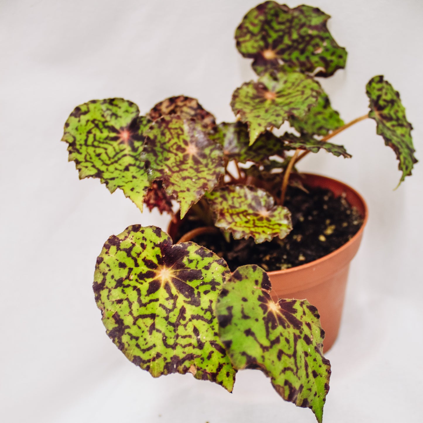 Begonia Rhizomatous Assorted (Grower's Choice)