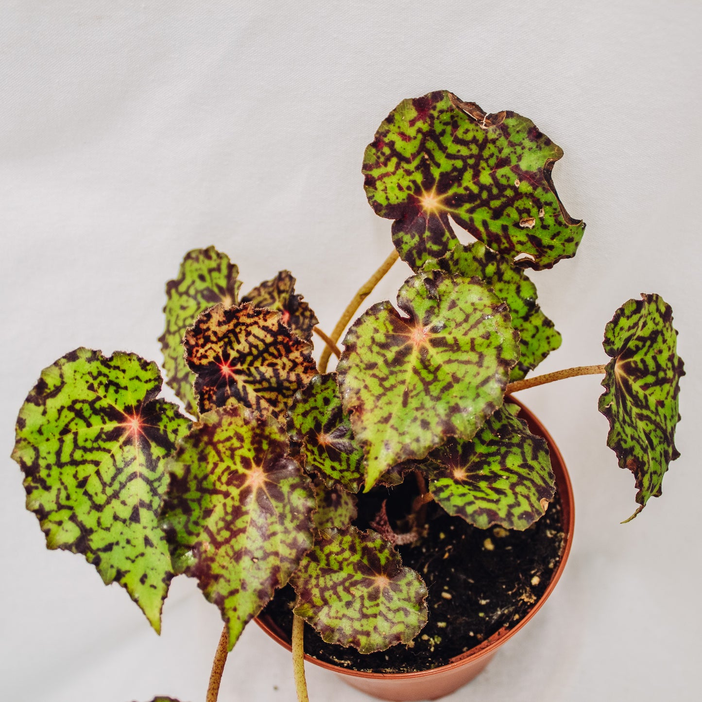 Begonia Rhizomatous Assorted (Grower's Choice)