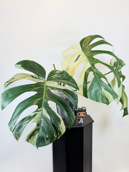 Monstera Jungle Mint NOID