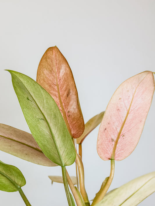 Philodendron Whipple Way Variegated (2117)