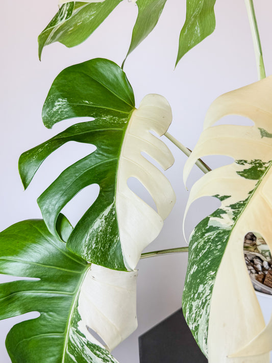 Monstera Deliciosa Borsigiana (Small Form) Albo (2111)