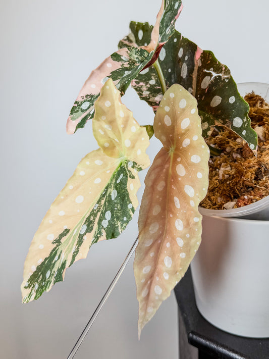 Begonia 'Maculata' Pink Variegated (2103)