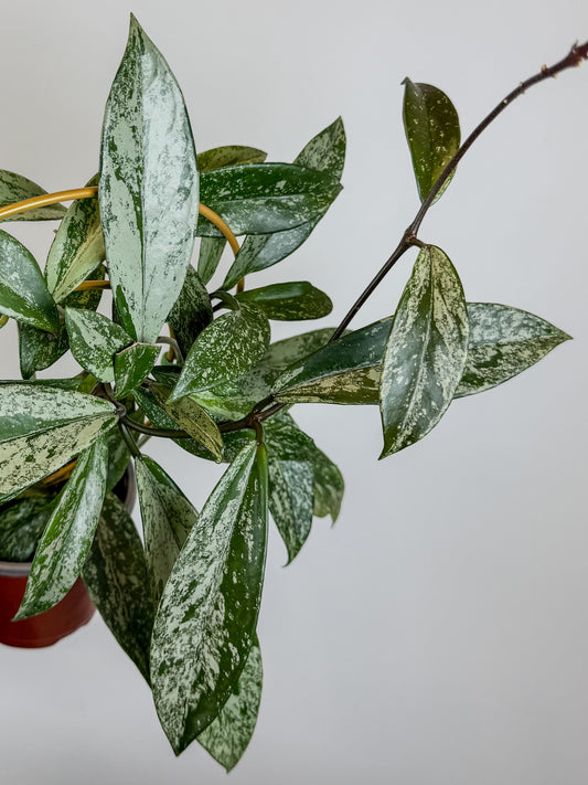 Hoya Pubicalyx Splash *mother plant* (2119)