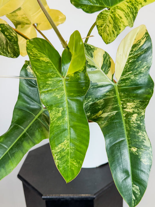 Philodendron Florida Beauty x Billietiae (2100)