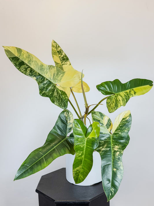 Philodendron Florida Beauty x Billietiae (2100)
