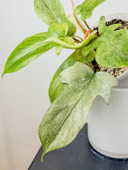 Philodendron Florida Ghost (2115)