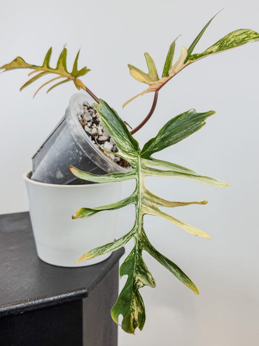 Philodendron Florida Beauty x Tortum Aurea Variegated (2104)