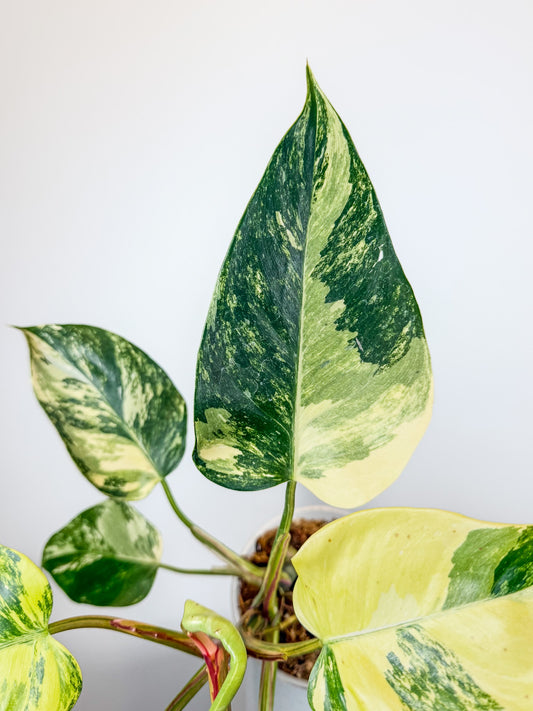 Philodendron White Princess Aurea (2101)