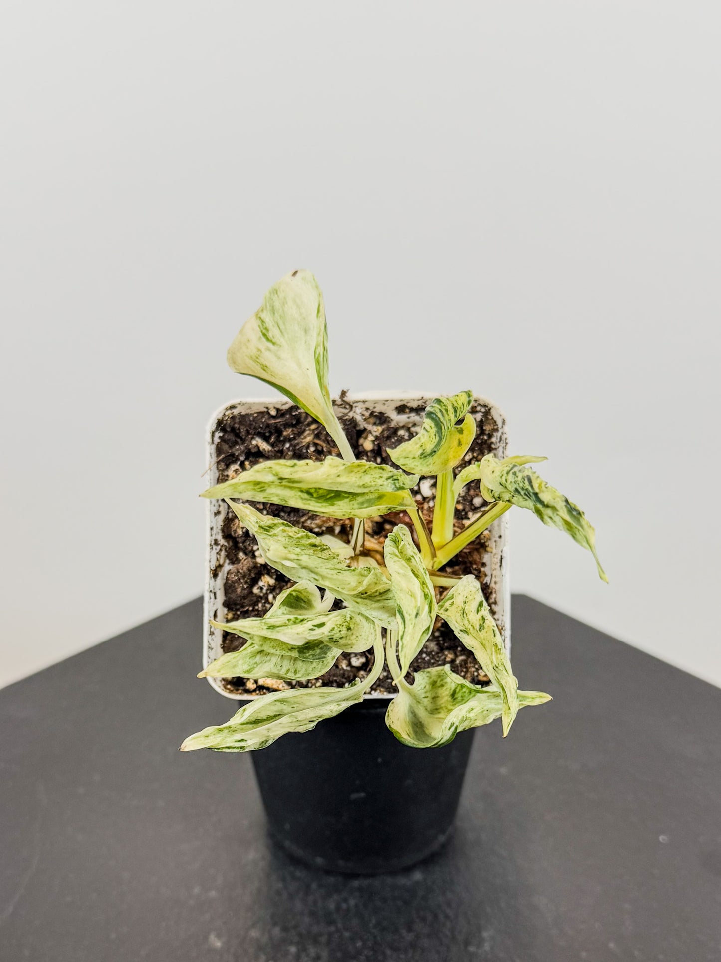 Epipremnum Teruno World 'Love Song' (2618)