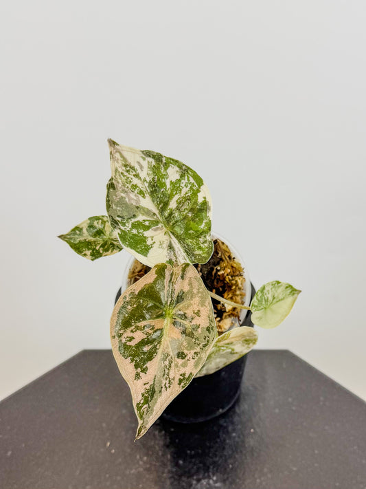 Alocasia Wentii Albo/Pink Variegated (2108)