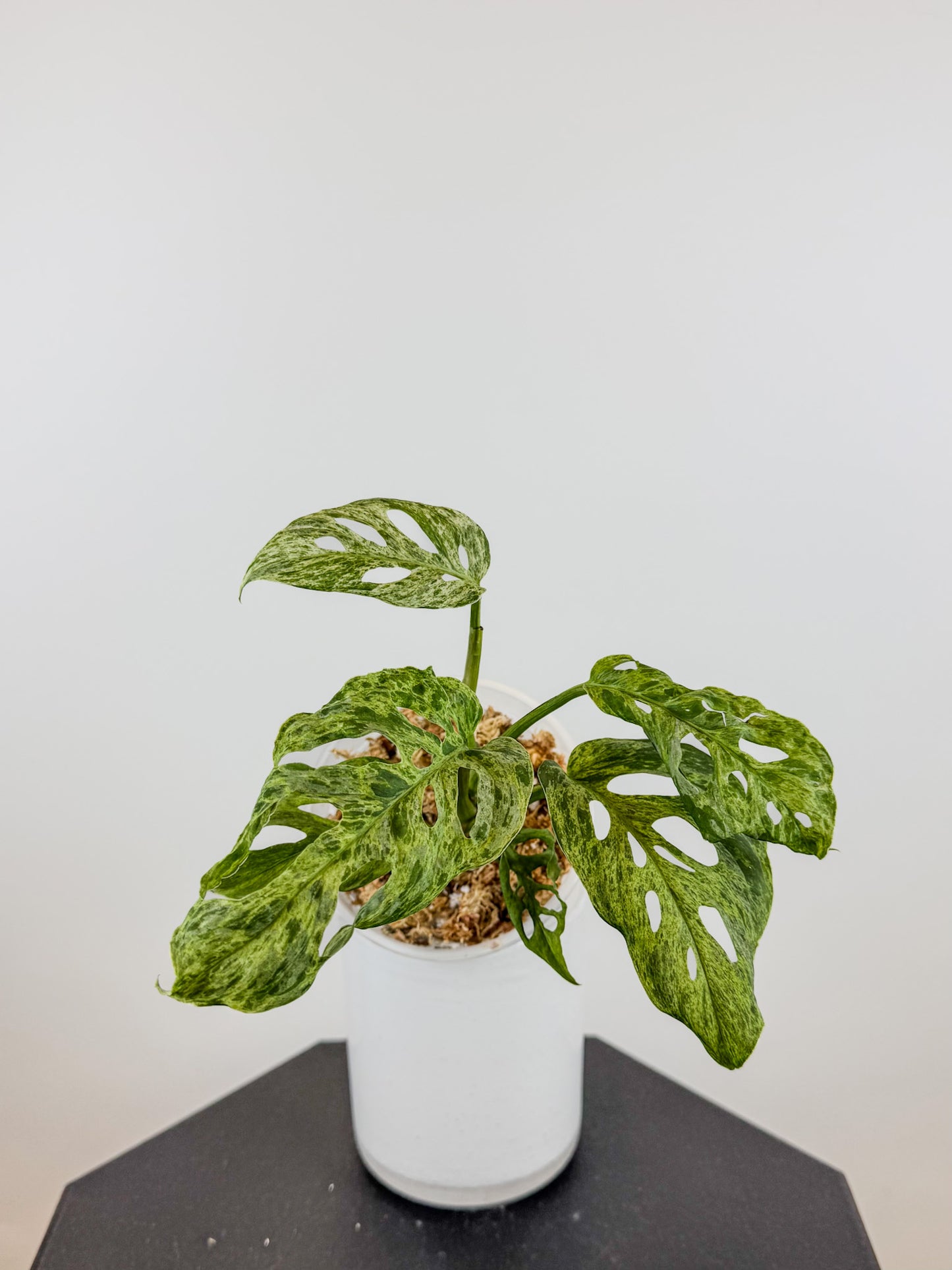 Monstera 'Adansonii' Mint Mutation *growers choice*