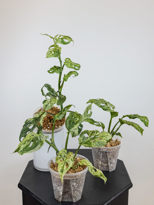 Monstera 'Adansonii' Mint Mutation *growers choice*