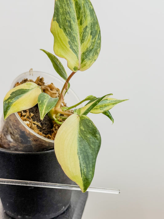 Philodendron Gloriosum Variegated Type 2 (2116)