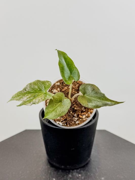 Alocasia Pink Dragon Stardust Mint (2107)