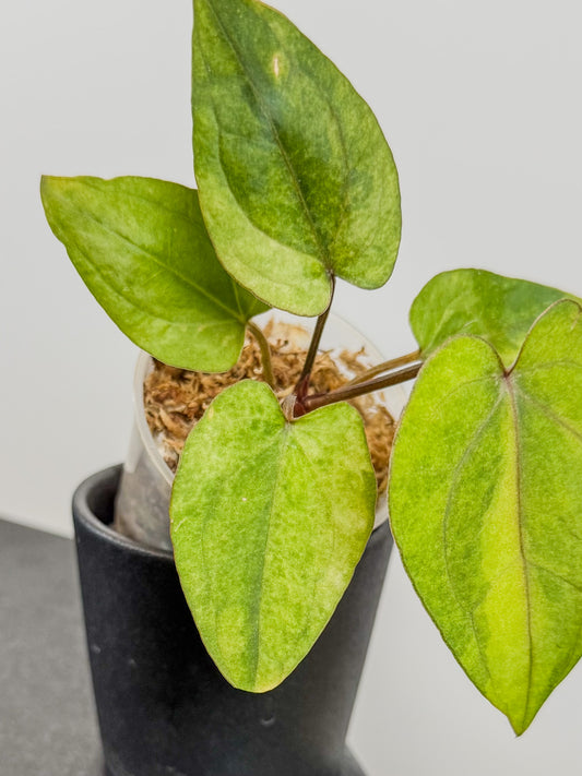 Anthurium RVDP x Red Crystallinum Variegated (2113)
