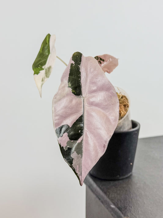 Alocasia 'Chantrieri' Albo/ Pink Variegated (2105)