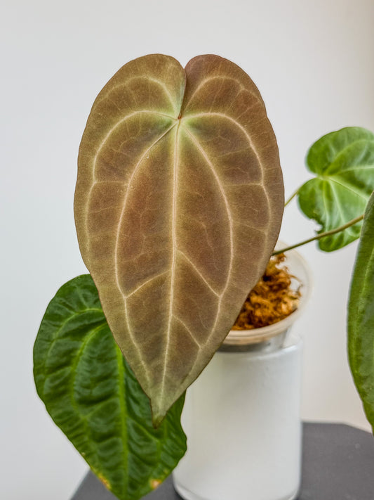 Anthurium Dark Phoenix x Panama (2118)
