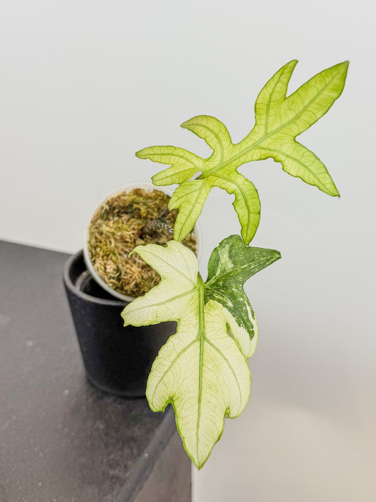 Alocasia 'Brancifolia' Variegated (2102)