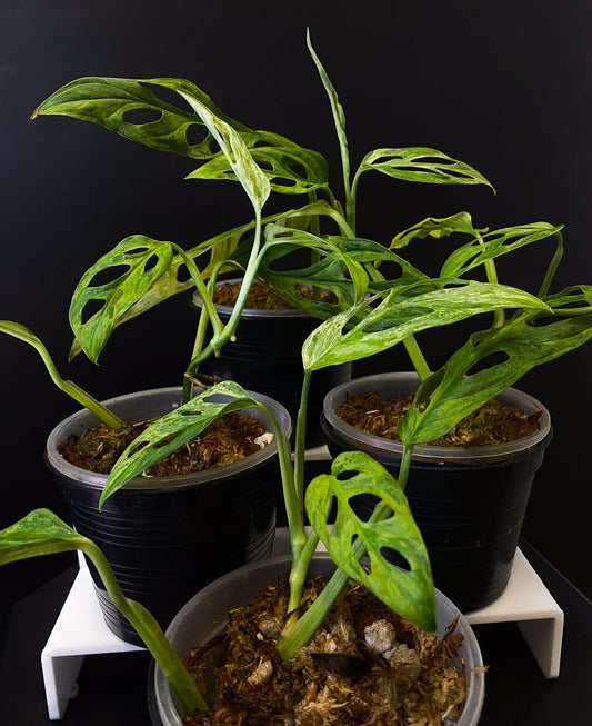 Monstera Adansonii Indo Mint *Grower's Choice*