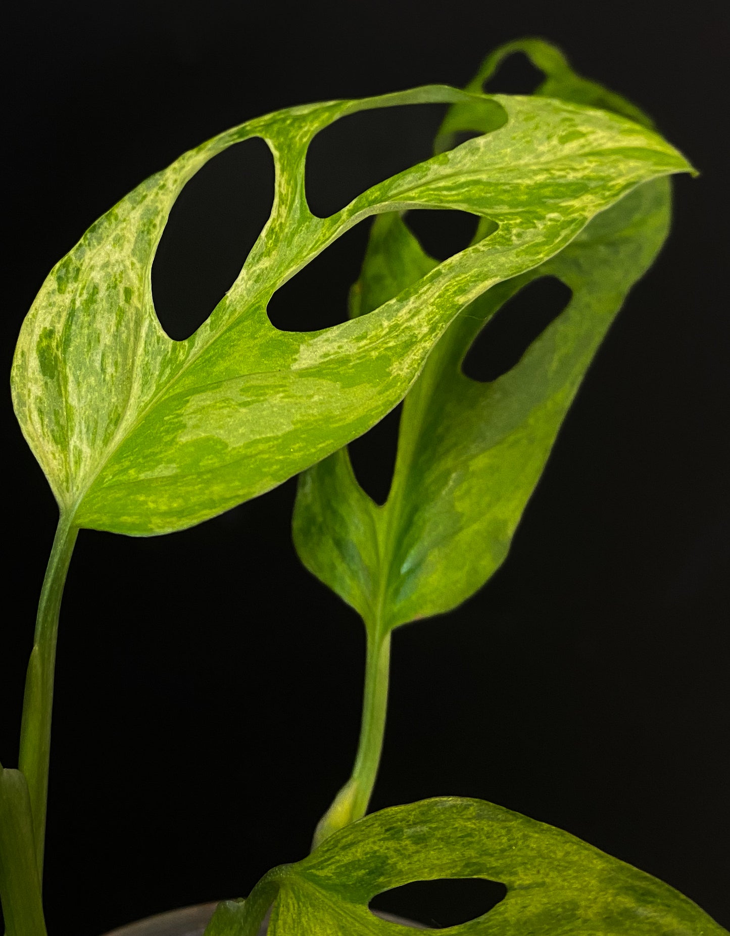 Monstera Adansonii Indo Mint *Grower's Choice*