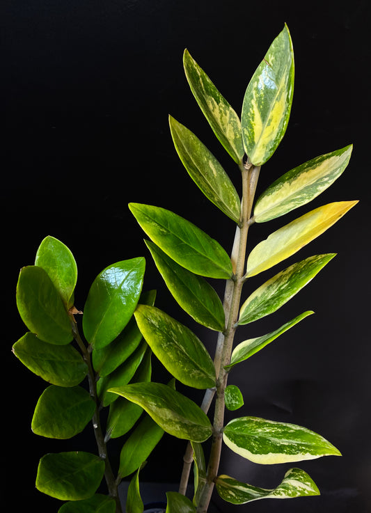 Zamioculcas Zamiifolia Var.