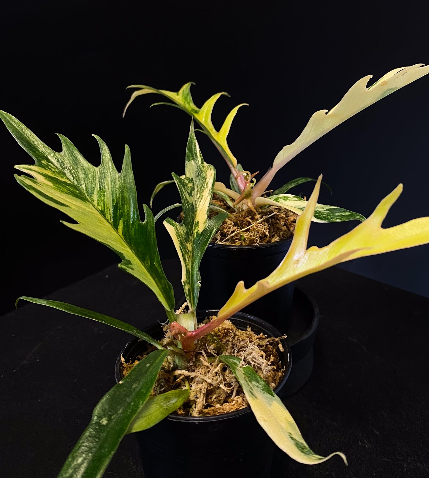 Philodendron Tortum Aurea