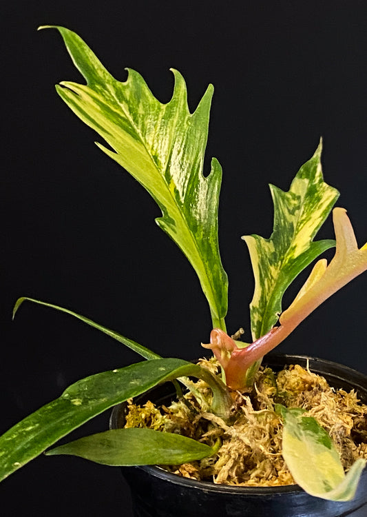 Philodendron Tortum Aurea