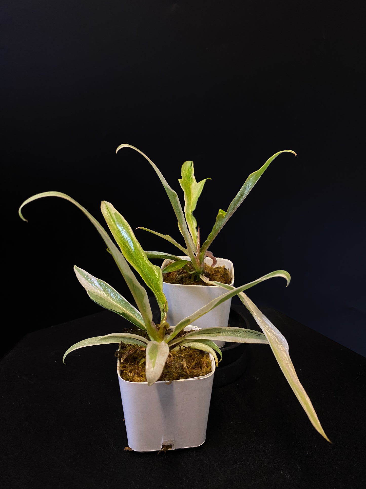 Philodendron Tortum Albo