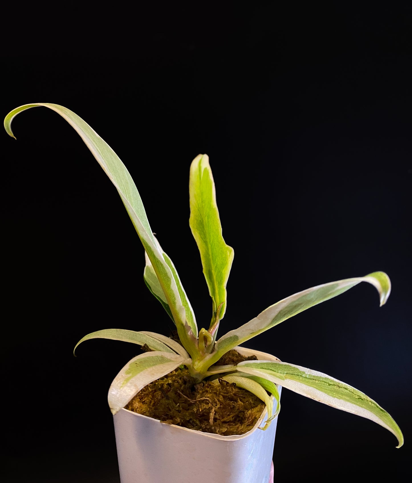 Philodendron Tortum Albo