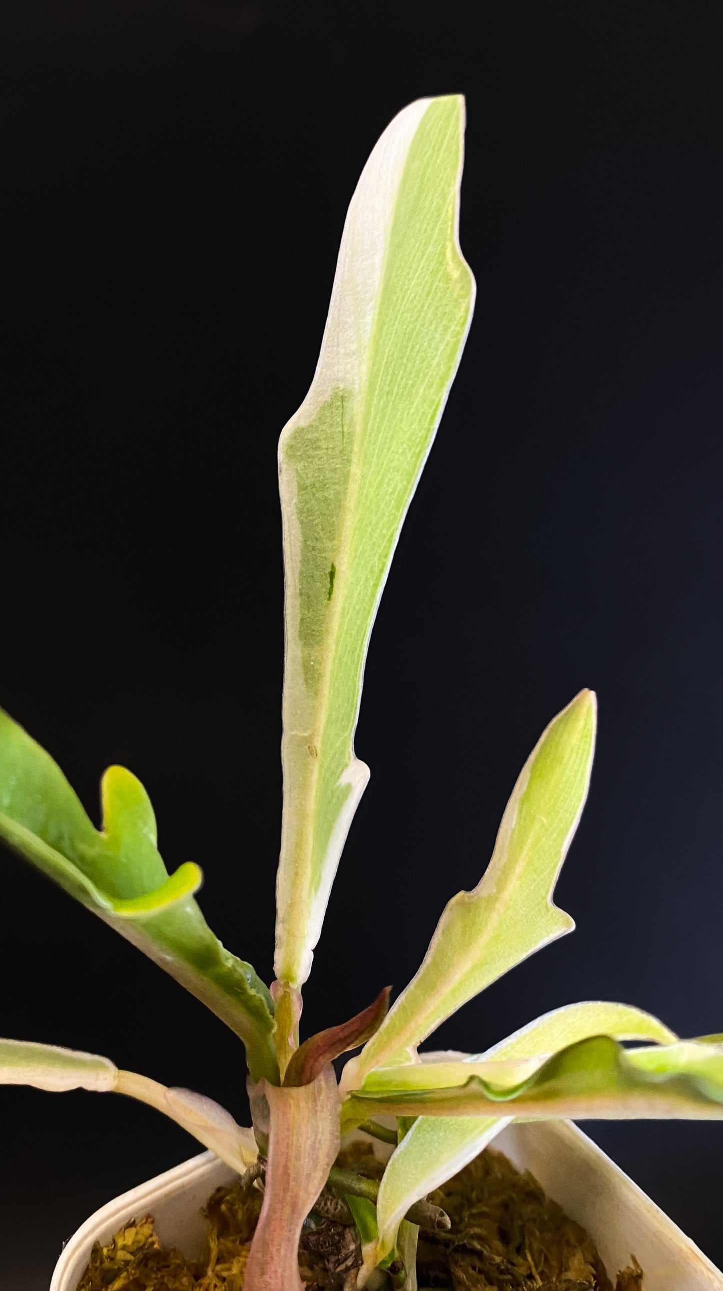 Philodendron Tortum Albo