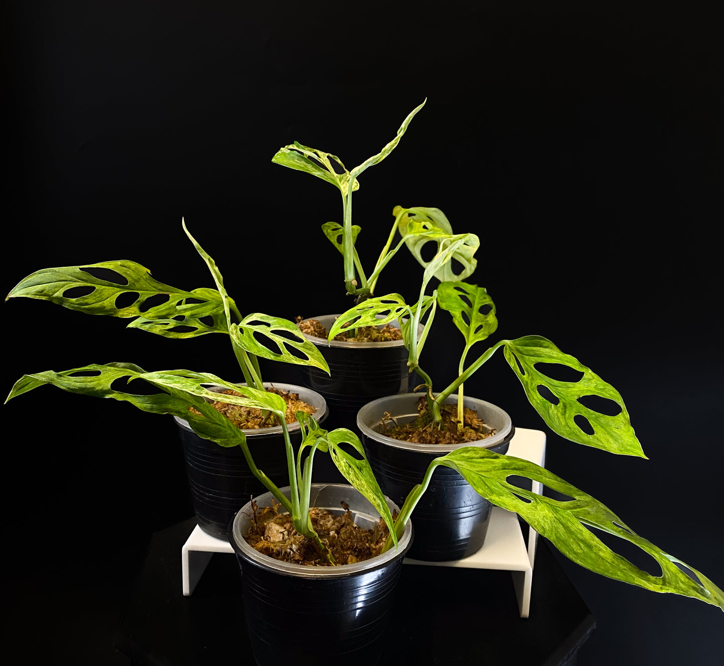 Monstera Adansonii Indo Mint *Grower's Choice*