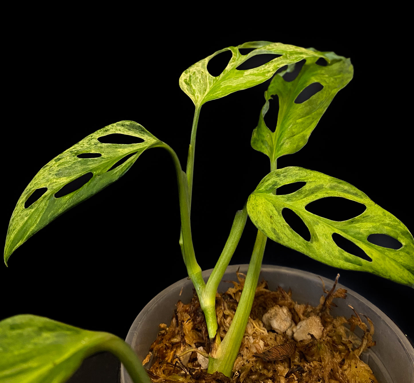 Monstera Adansonii Indo Mint *Grower's Choice*