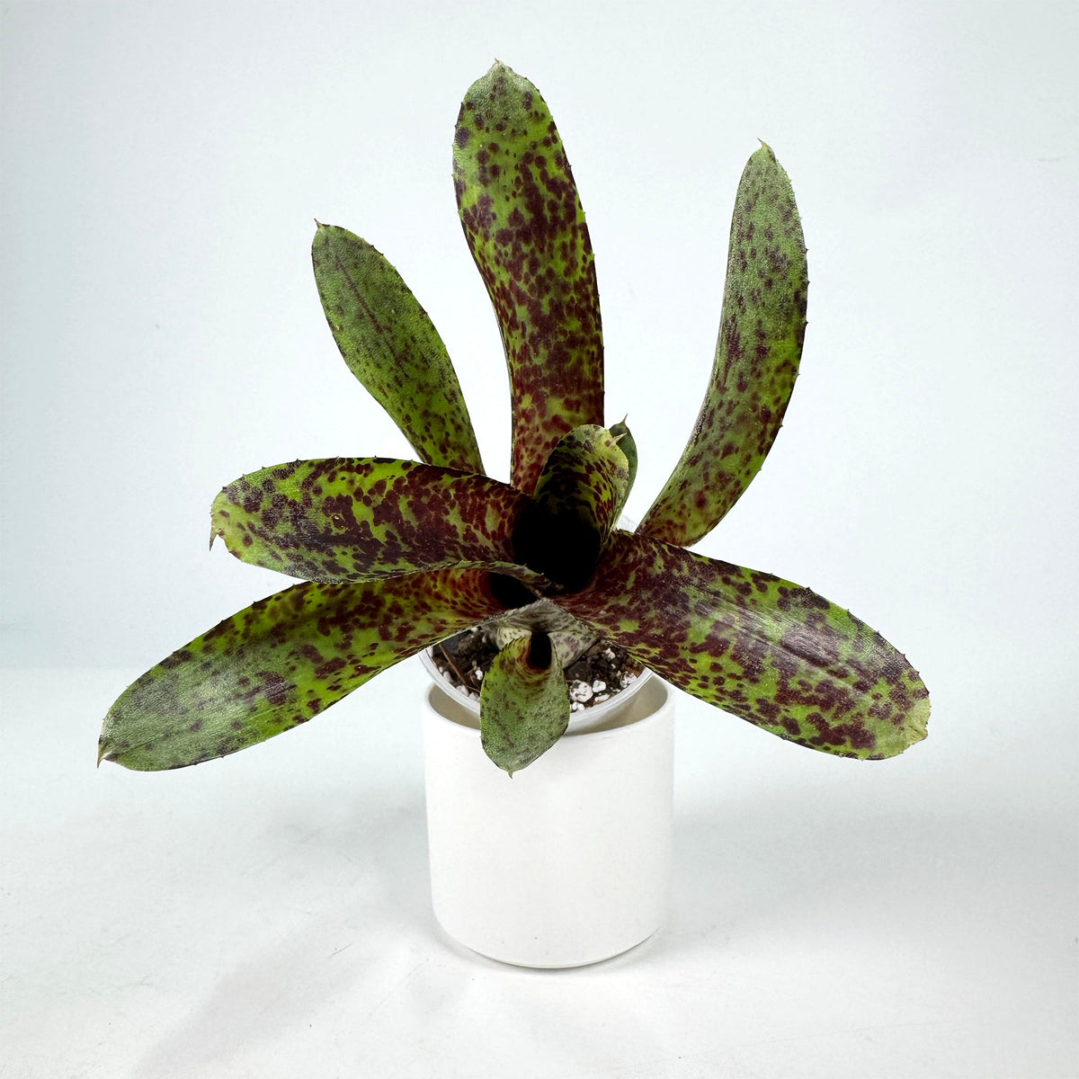 Neoregilia Bettyhead x Night Spot (4104)