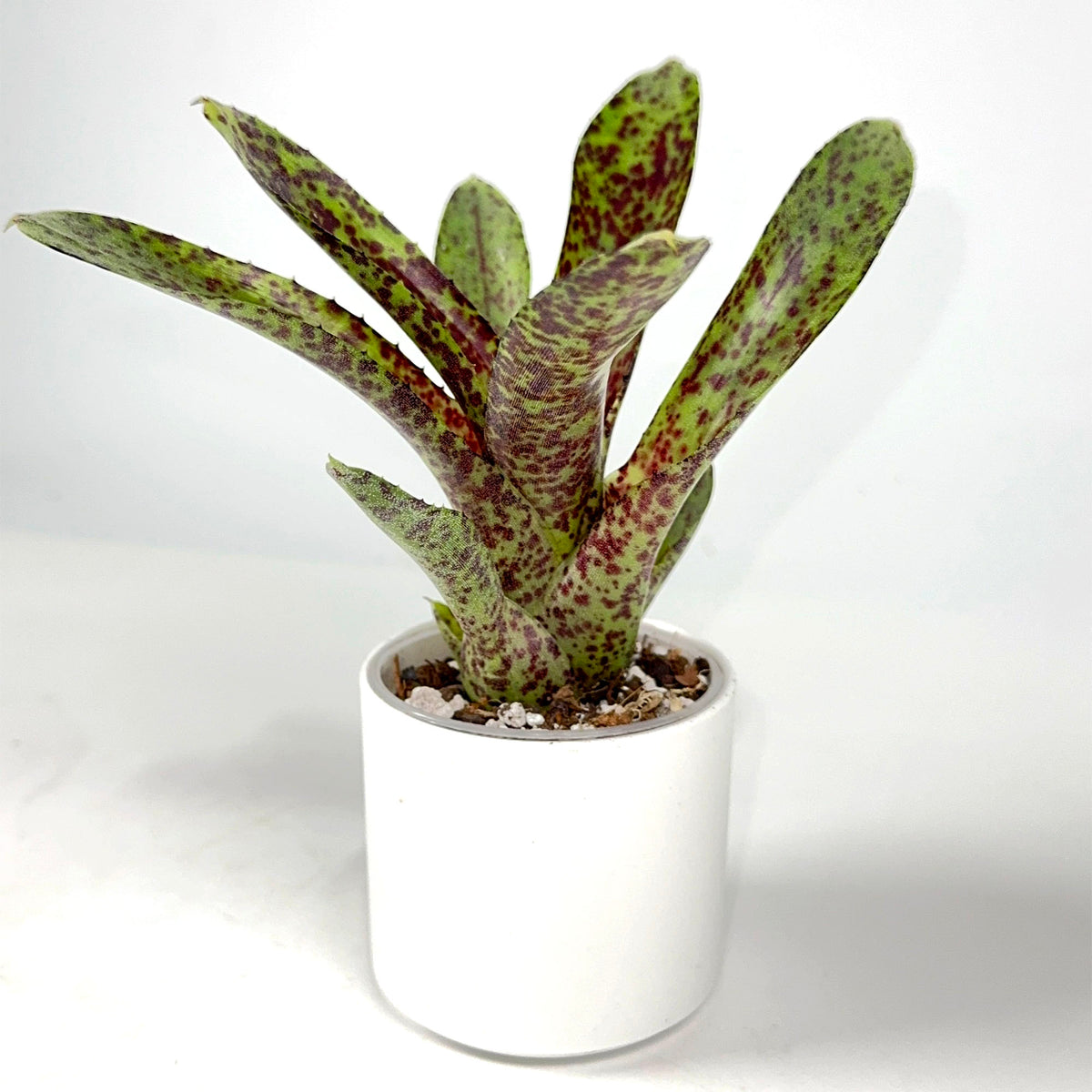 Neoregilia Bettyhead x Night Spot (4104)