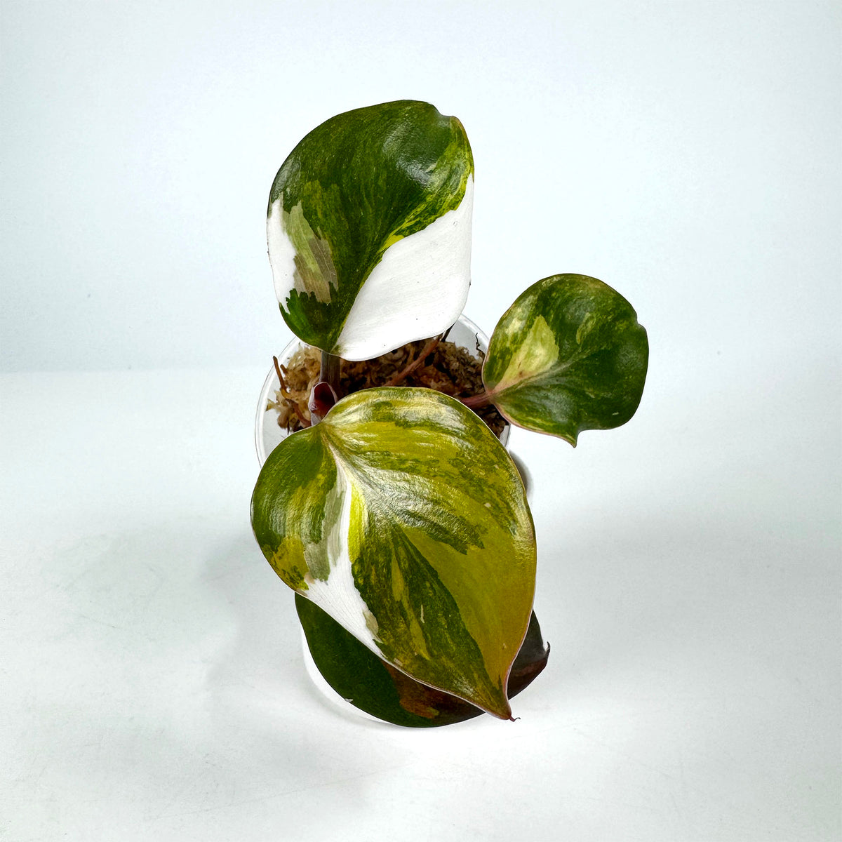 Philodendron Erubecens White Knight Quadricolor (4105)